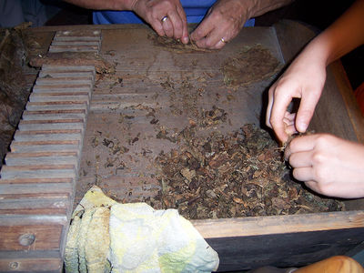 Mit einer Nichtraucherin auf den Spuren des Tabaks in Oranienbaum